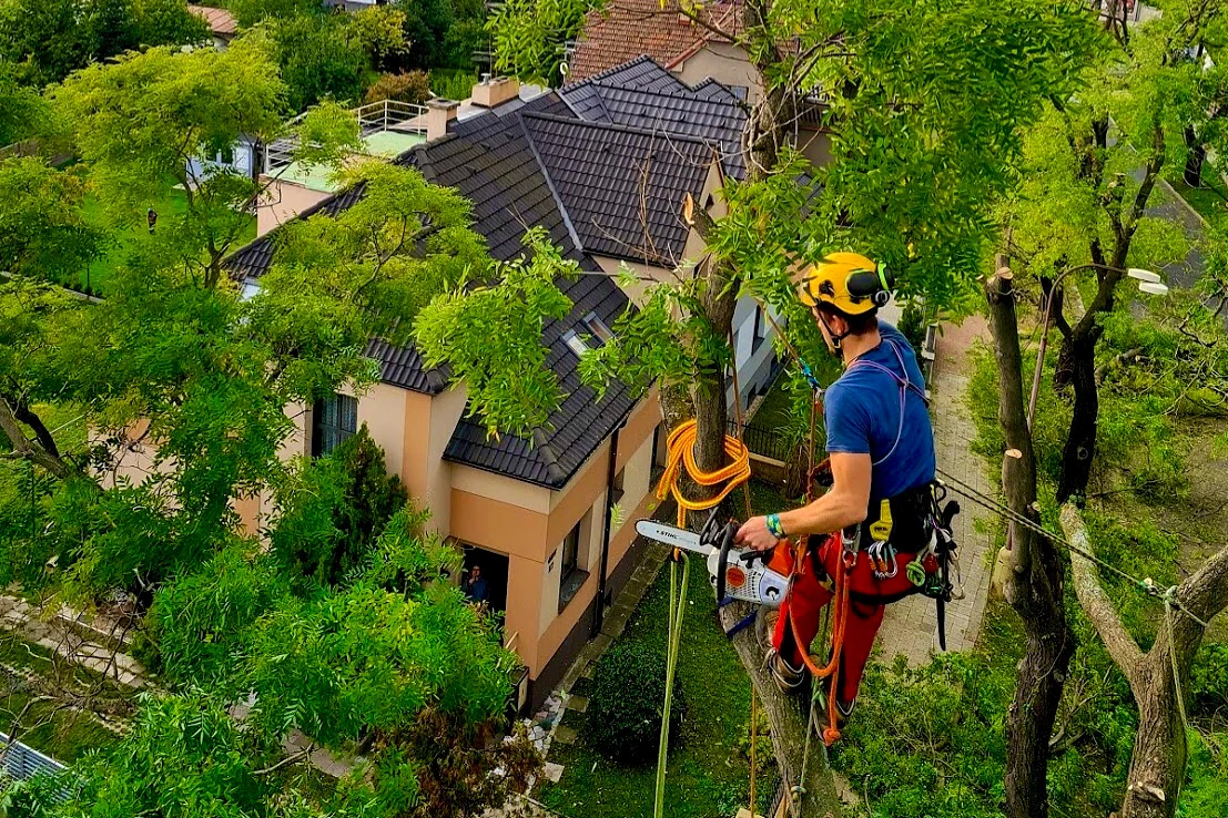 orez stromu jablonec nad nisou